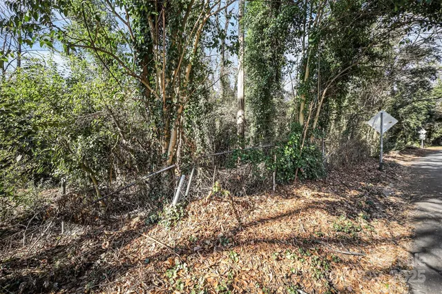 a view of a forest with trees