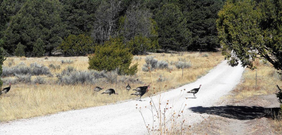 Lot 10 Sagebrush Road Ramah, NM 87321 - Photo 83 of 90 Gallery Image 83