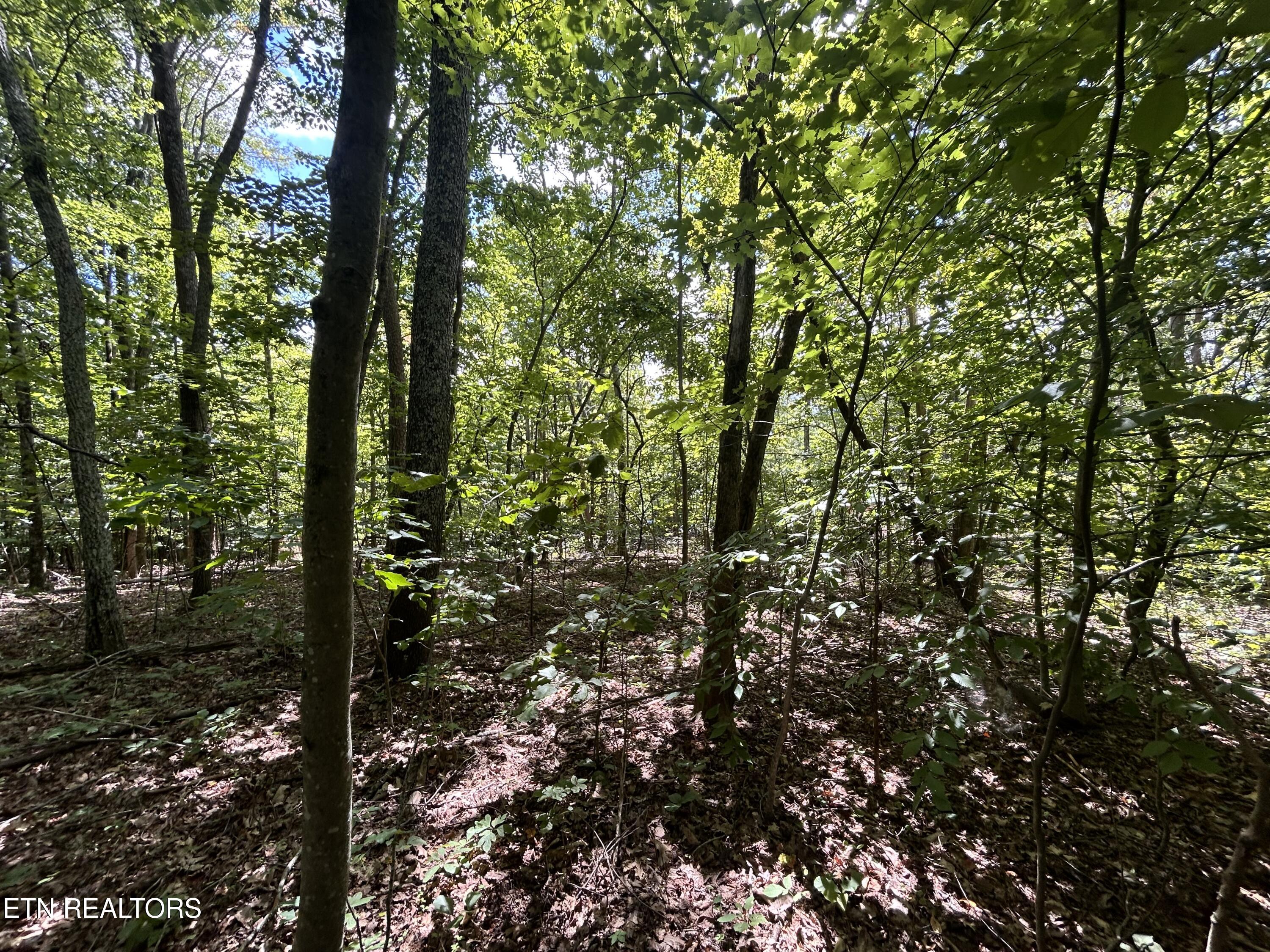 5-6 Clint Williams Road Rutledge, TN 37861 - Photo 2 of 5 IMG_0487