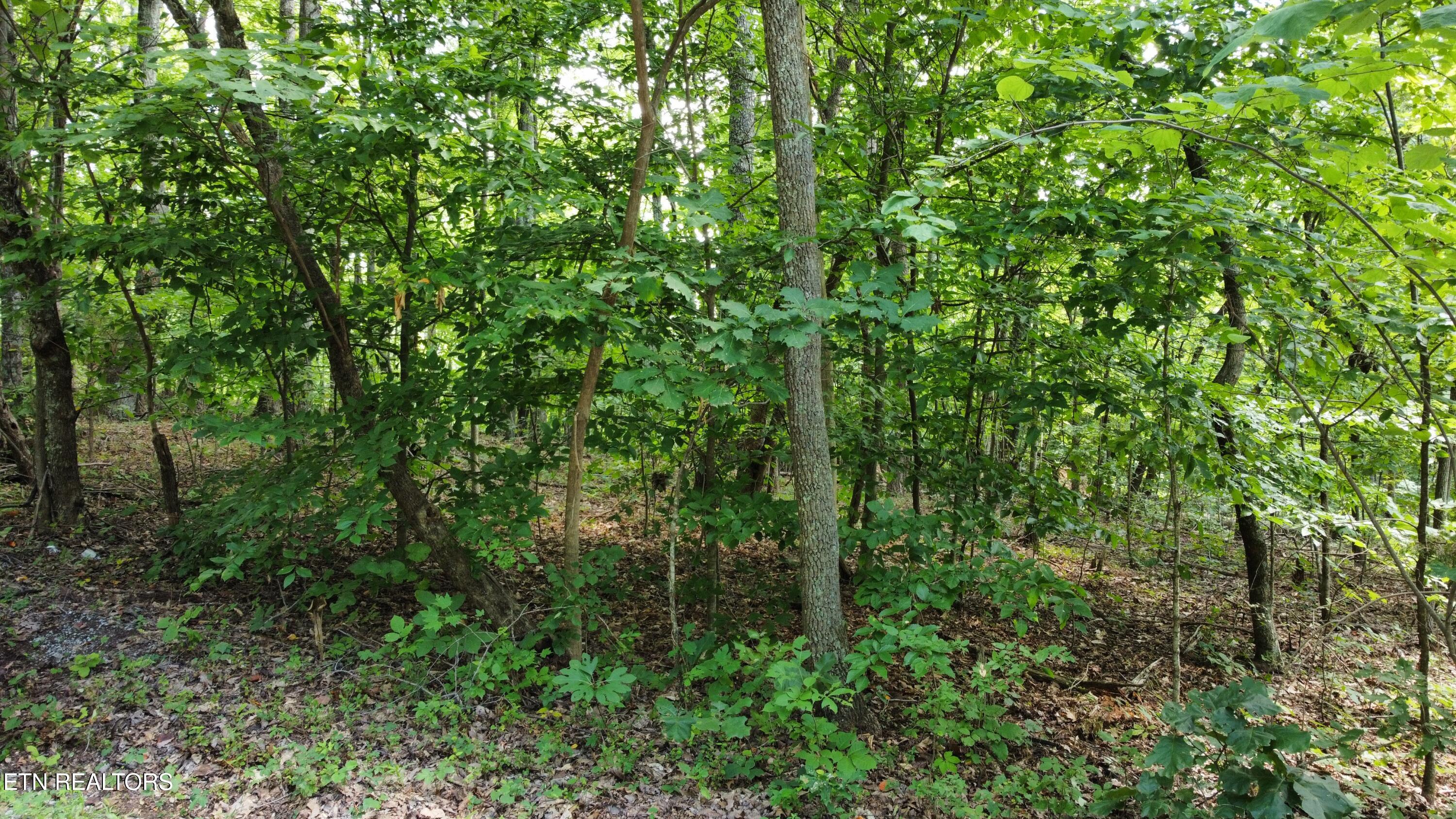 5-6 Clint Williams Road Rutledge, TN 37861 - Photo 3 of 5 dji_fly_20250811_121212_995_175492875711