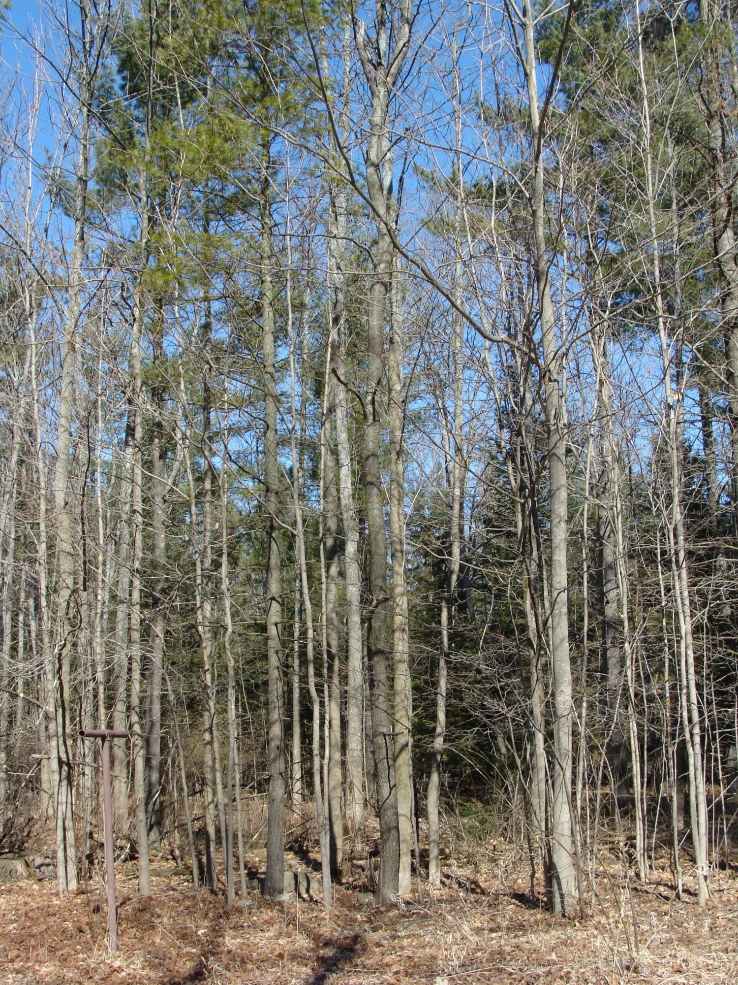12680 Mellen Road Posen, MI 49776 - Photo 14 of 22 Gallery Image 14