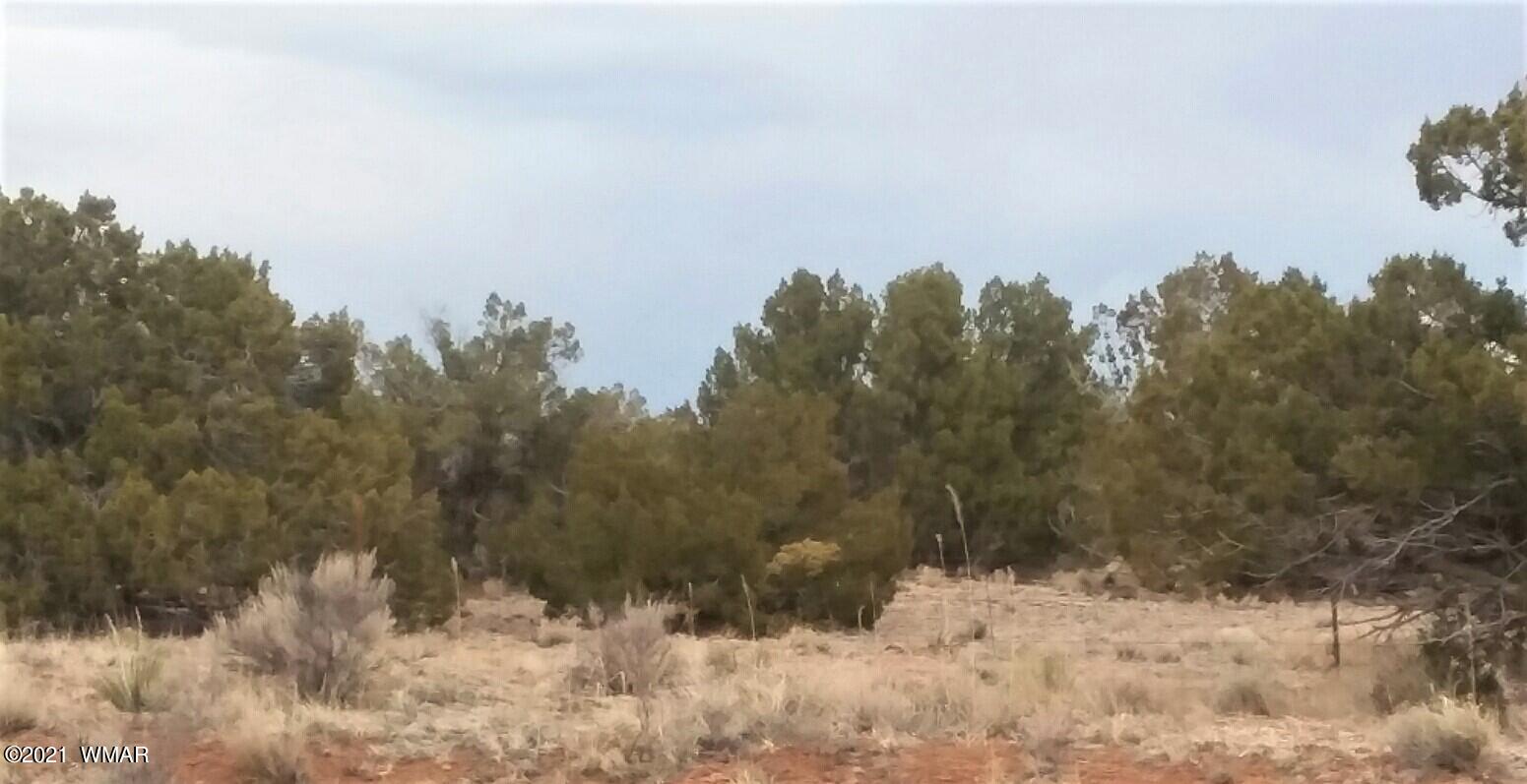 Lot 108 Witch Well Ranch St. Johns, AZ 85936 - Photo 4 of 10