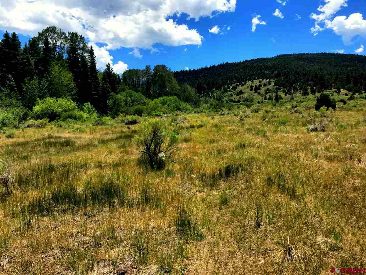 Tbd Shaw Creek Ranch Road Del Norte, CO 81132 - Photo 27 of 35 a view of a bunch of trees in a yard