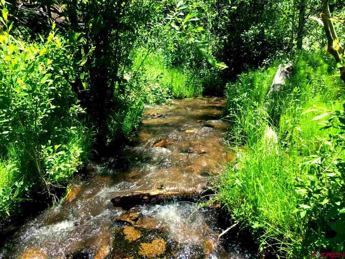 Tbd Shaw Creek Ranch Road Del Norte, CO 81132 - Photo 3 of 35 a view of plants and trees in a yard
