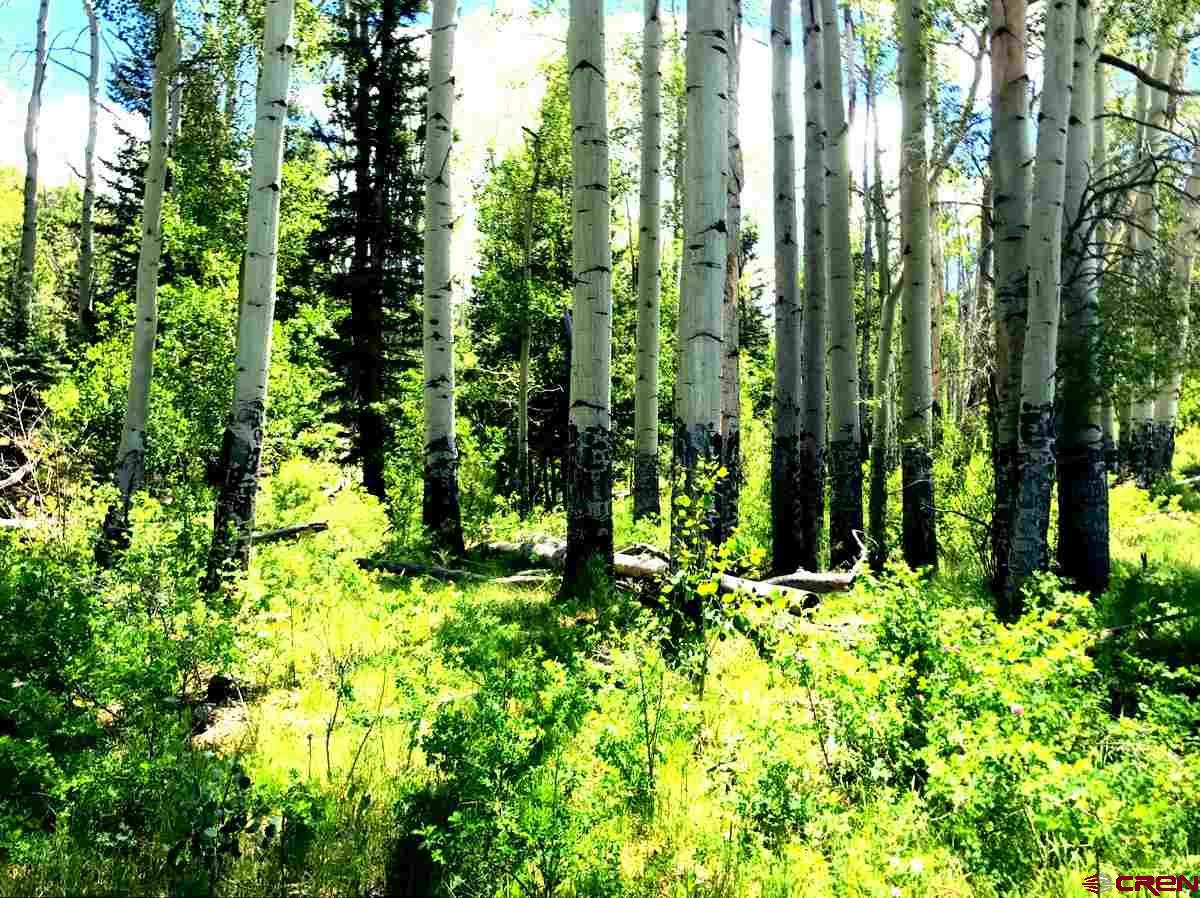 Tbd Shaw Creek Ranch Road Del Norte, CO 81132 - Photo 31 of 35 a backyard of a house with lots of green space