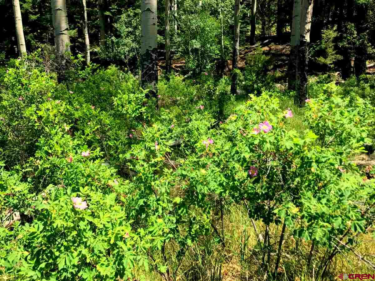 Tbd Shaw Creek Ranch Road Del Norte, CO 81132 - Photo 32 of 35 a view of a lush green forest