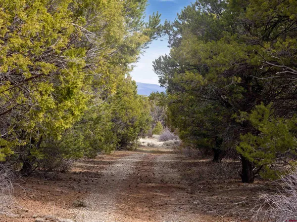 a view of a yard with trees