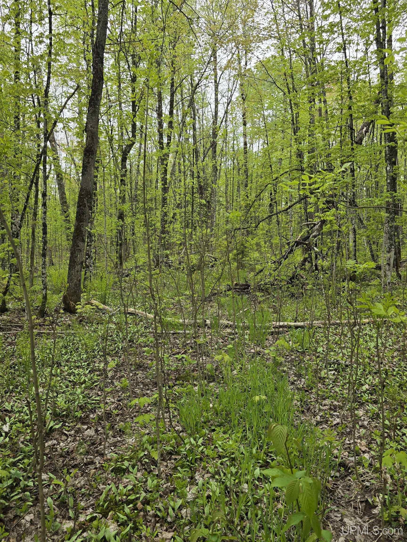 Lot 37 Yellow Road Pelkie, MI 49958 - Photo 31 of 34