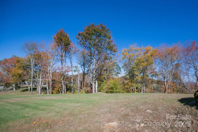a view of a trees in a yard