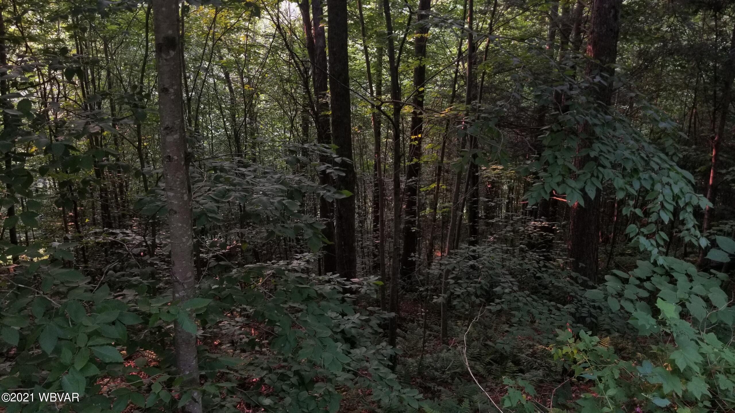 South Lick Creek Road Dushore, PA 18614 - Photo 6 of 18 Gallery Image 6