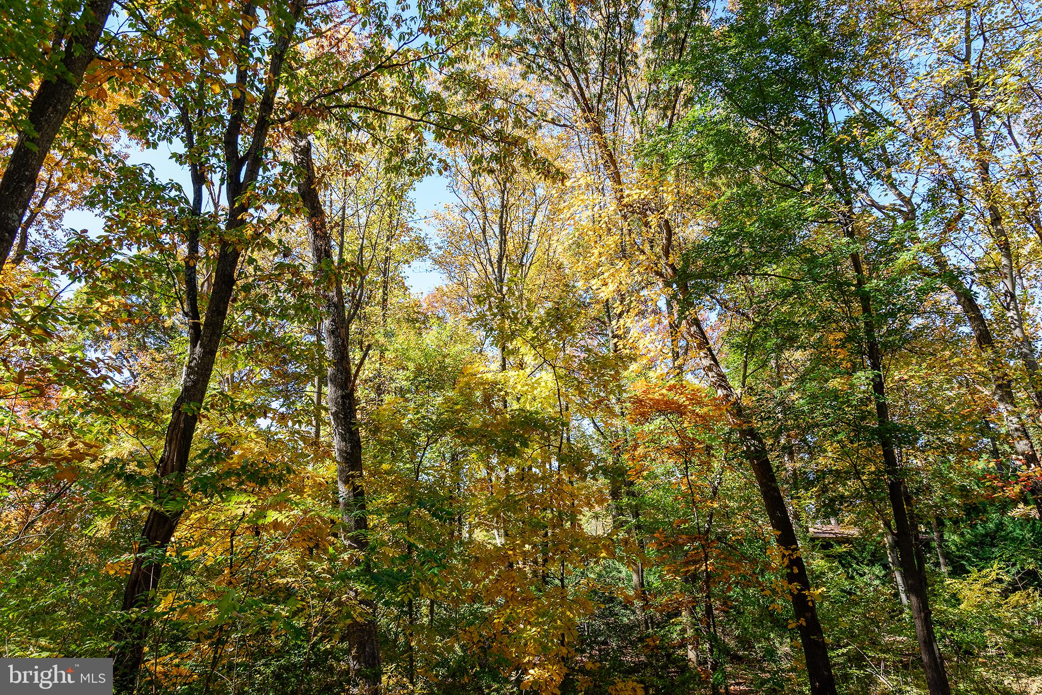 11103 Wedge Drive Reston, VA 20190 - Photo 39 of 41 Beautiful fall colors in the backyard