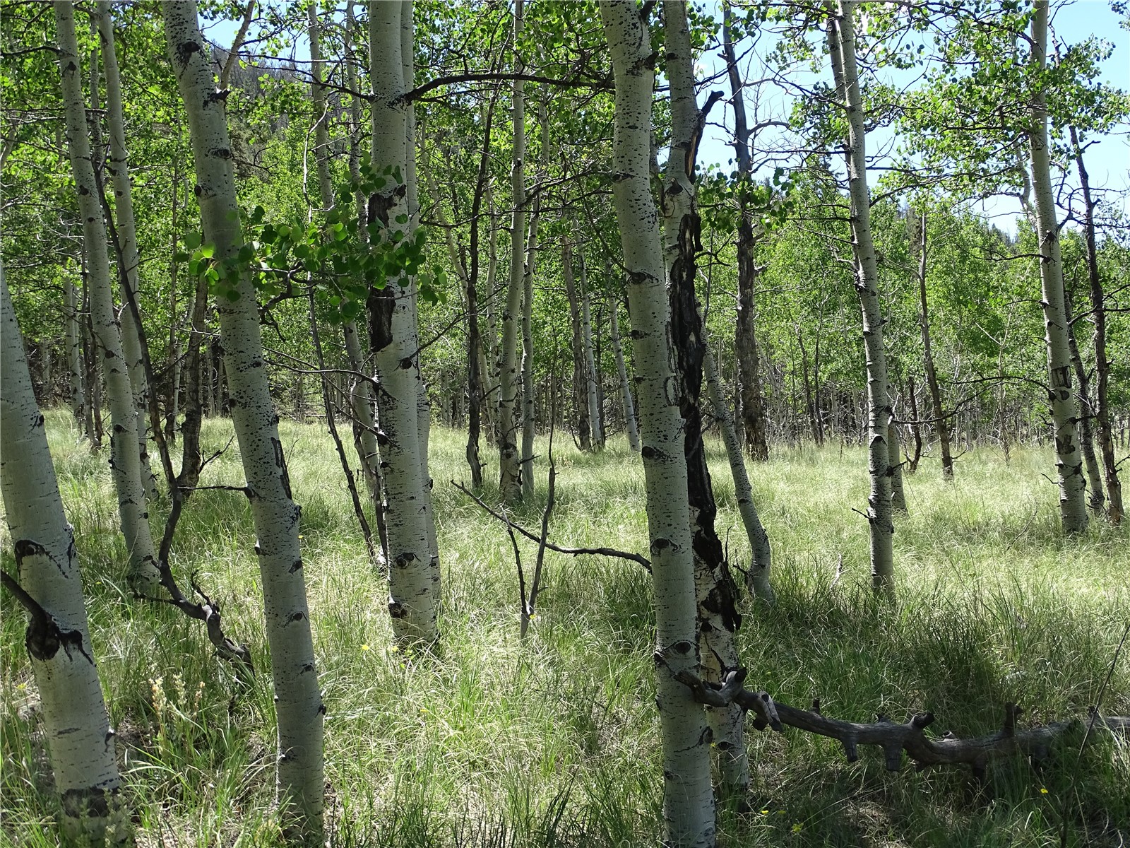 782 Bow String Road Como, CO 80456 - Photo 11 of 22