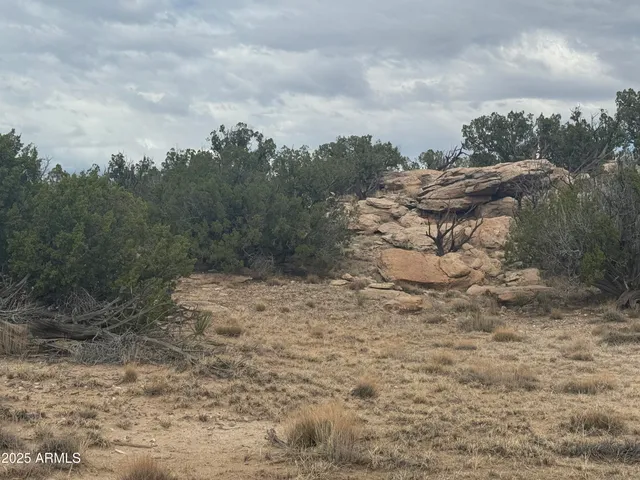 a view of a dry yard with trees