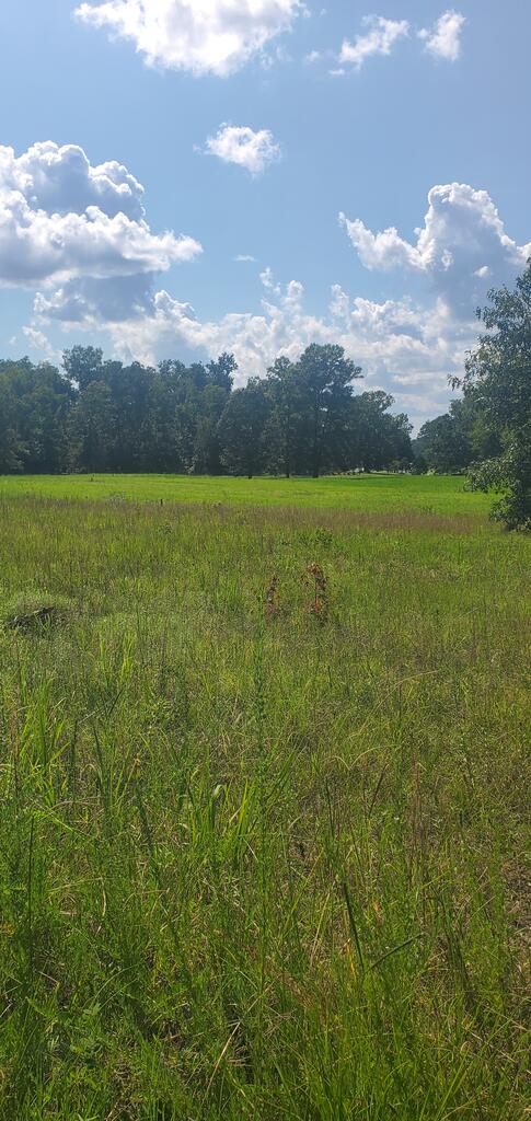 1013 Scurry Church Road Chappells, SC 29037 - Photo 1 of 4 Gallery Image 1