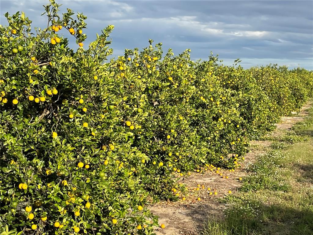 Lawrence Stewart Road Frostproof, FL 33843 - Photo 10 of 13 a view of a bunch of flowers