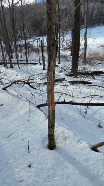 Tbd Back Valley Road Pepin, WI 54759 - Photo 11 of 11