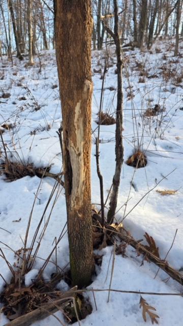 Tbd Back Valley Road Pepin, WI 54759 - Photo 2 of 11