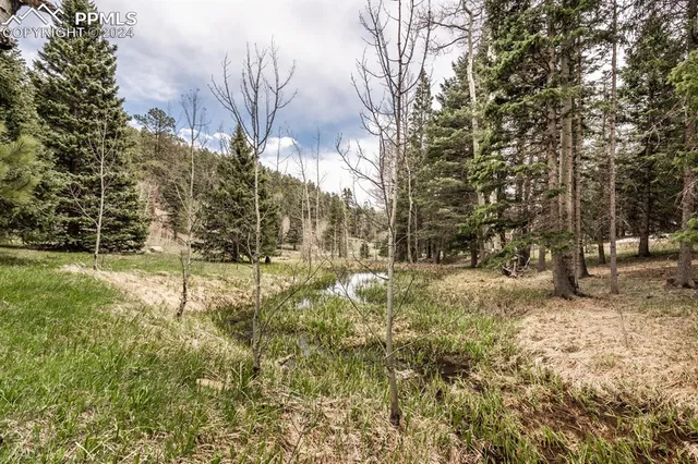 a view of yard with trees