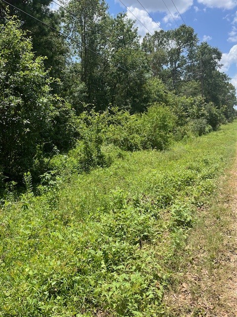 13994 Walker Road Conroe, TX 77302 - Photo 3 of 5 a view of a lush green forest with trees and houses
