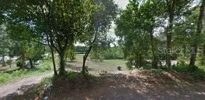 a view of a forest with trees in the background