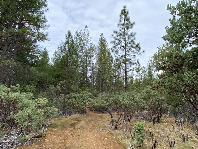 a view of a forest with trees in the background