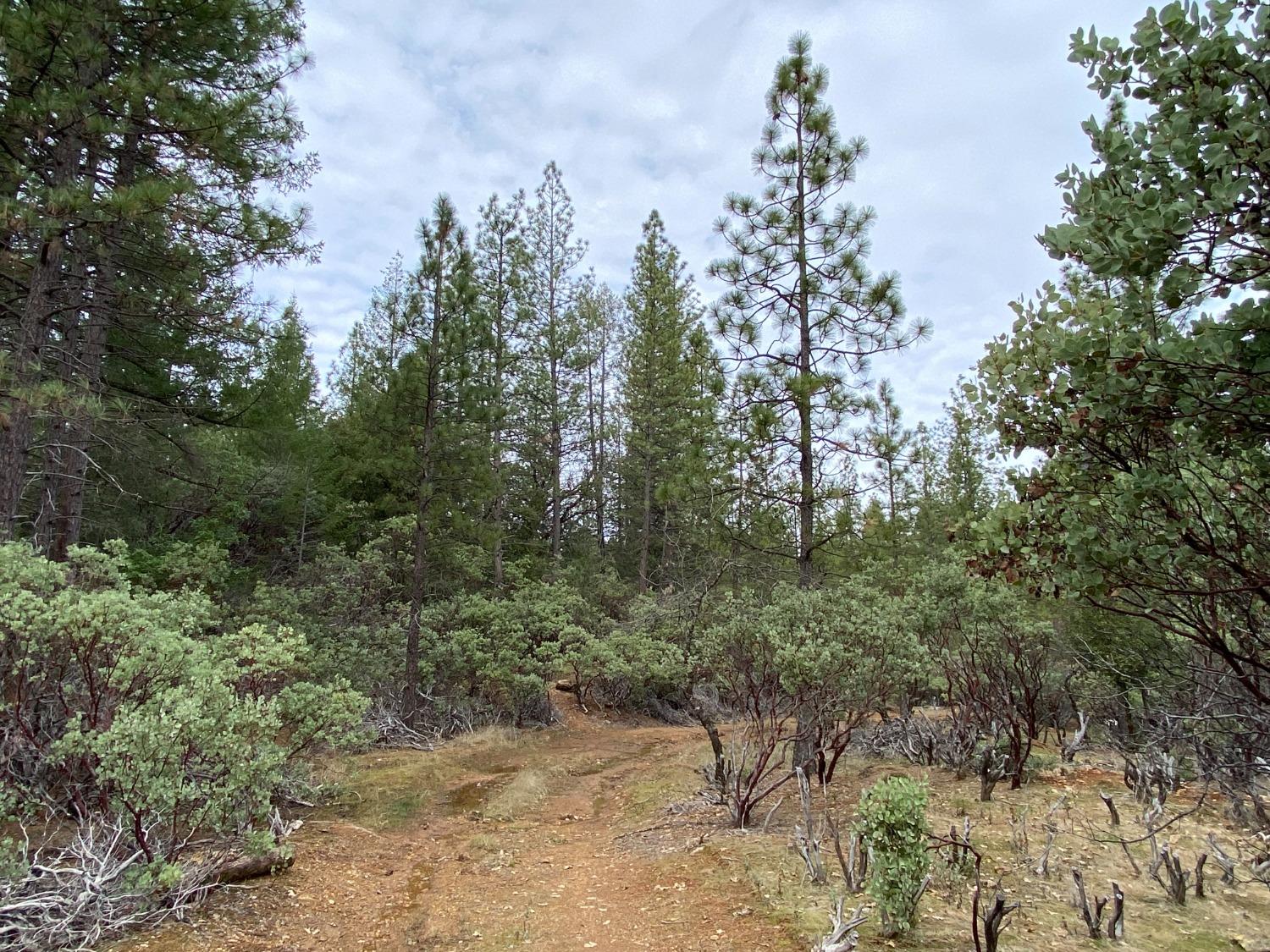 a view of a forest with trees in the background
