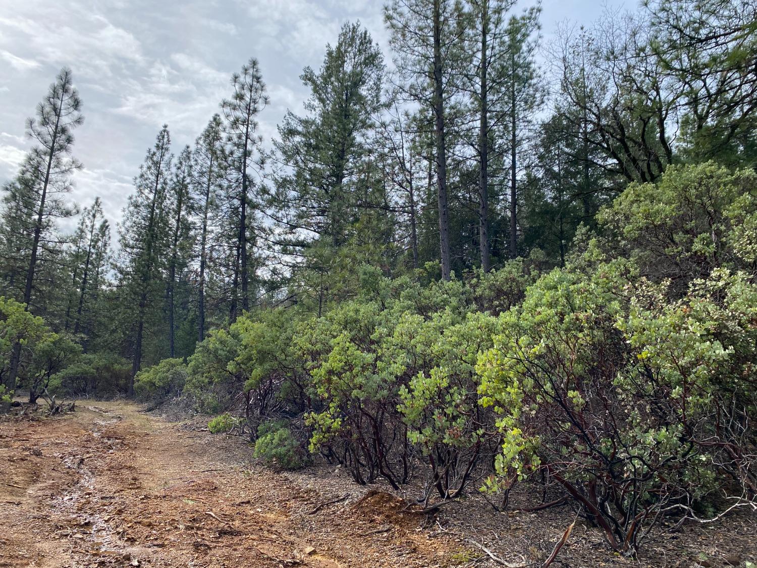 3 Todd Valley Road Foresthill, CA 95631 - Photo 11 of 14 a view of a forest with trees in the background