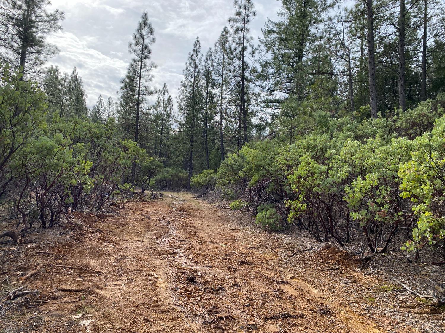 3 Todd Valley Road Foresthill, CA 95631 - Photo 12 of 14 a big yard with lots of green space