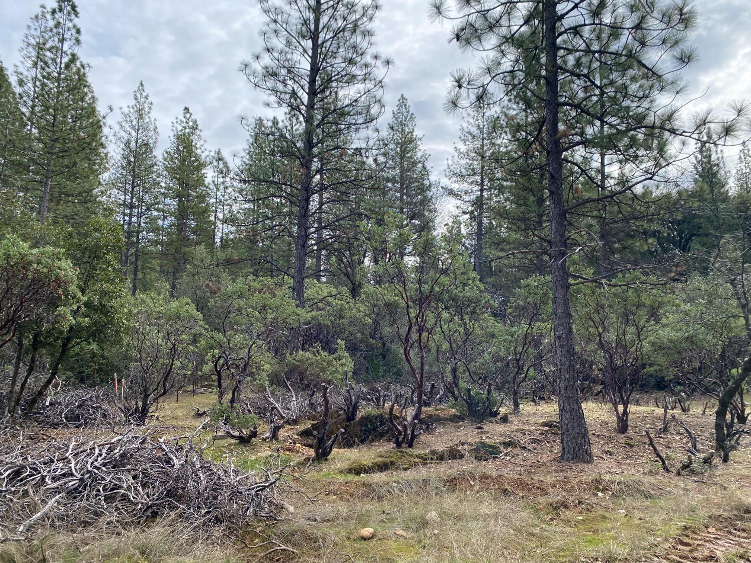 3 Todd Valley Road Foresthill, CA 95631 - Photo 2 of 14 a view of a forest filled with trees