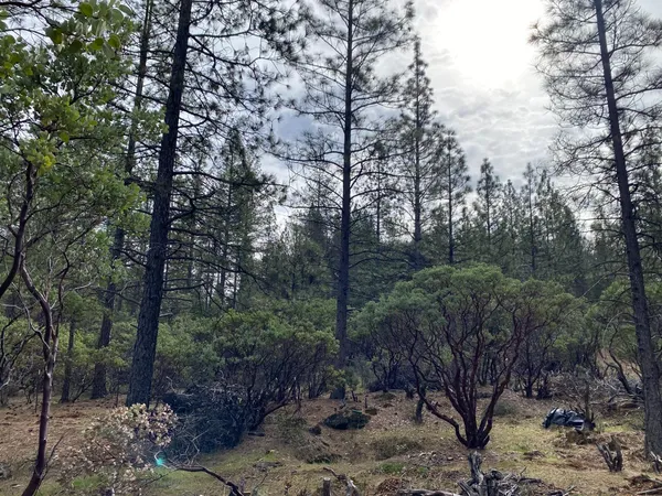 a view of a forest filled with trees