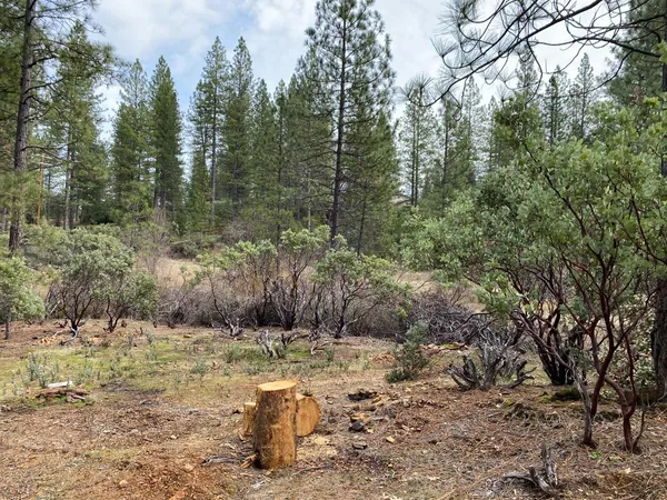 a view of a forest filled with trees