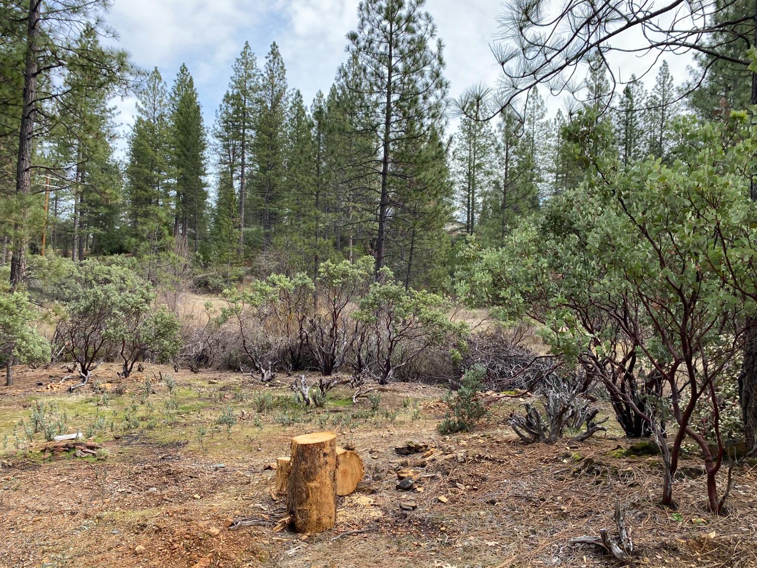3 Todd Valley Road Foresthill, CA 95631 - Photo 4 of 14 a view of a forest filled with trees