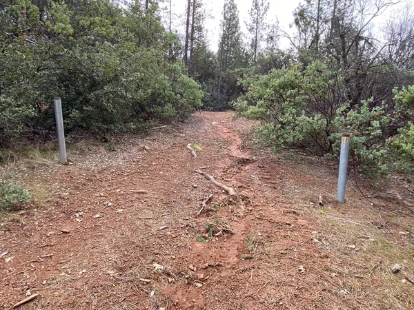 a view of a forest with trees in the background
