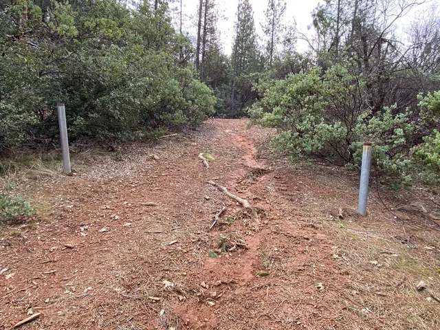 a view of a forest with trees in the background