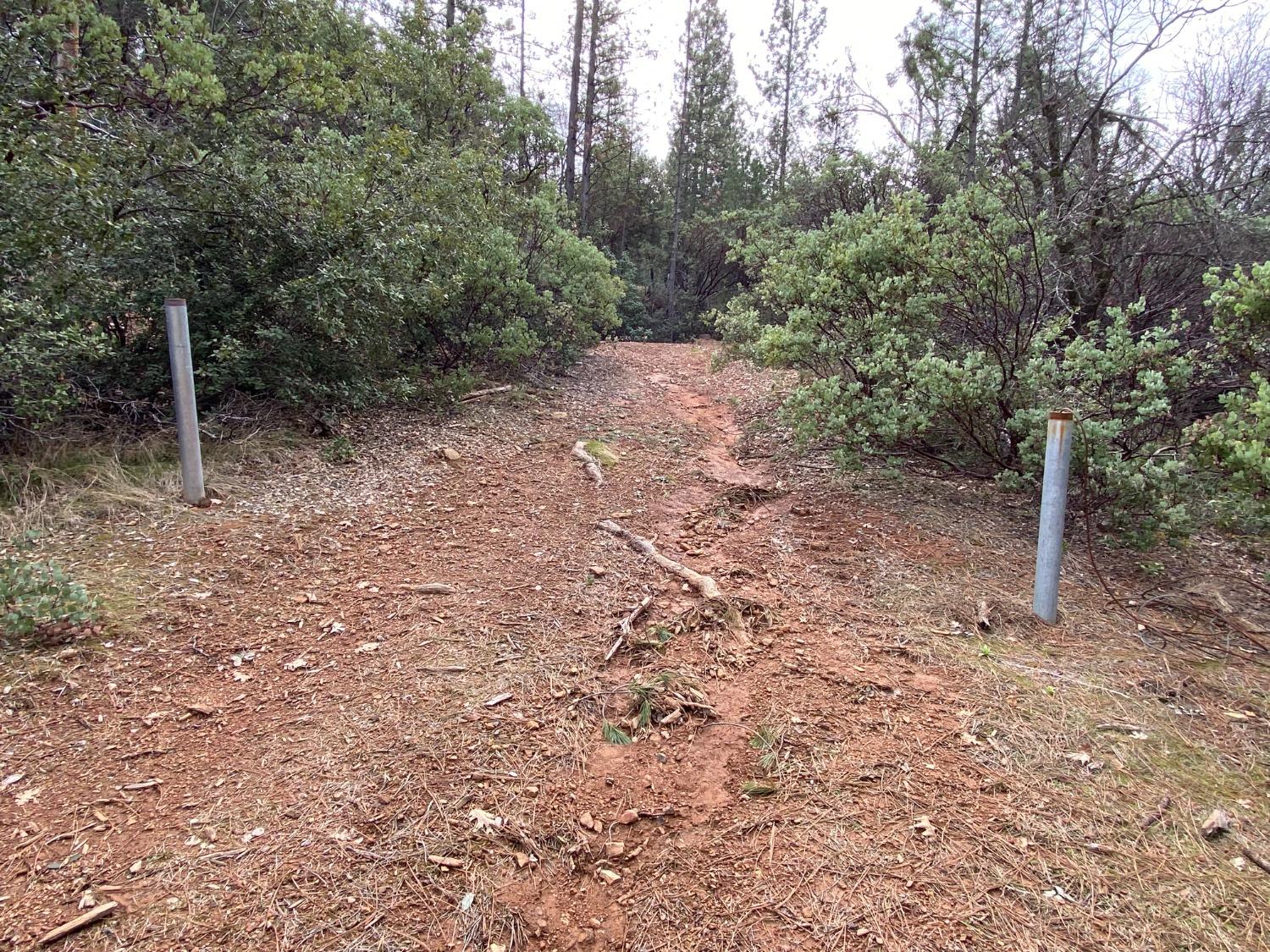 3 Todd Valley Road Foresthill, CA 95631 - Photo 5 of 14 a view of a forest with trees in the background