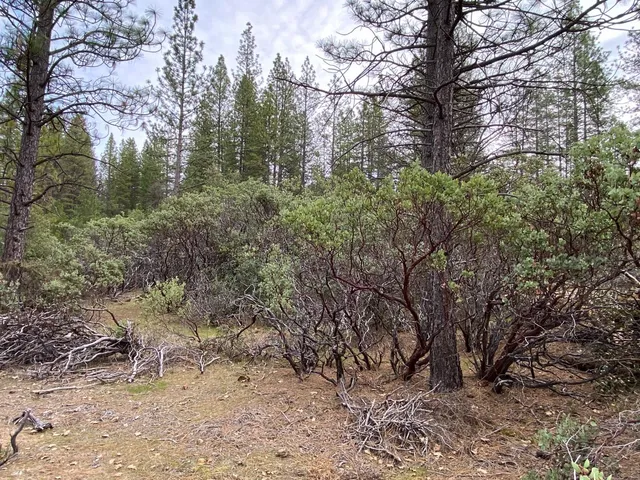 a view of a forest filled with trees