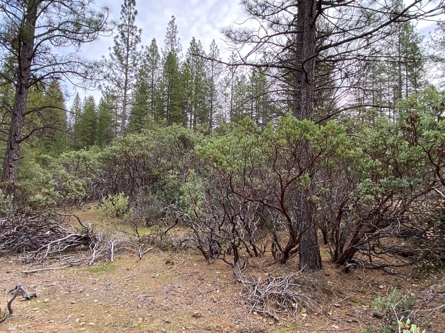 3 Todd Valley Road Foresthill, CA 95631 - Photo 6 of 14 a view of a forest filled with trees
