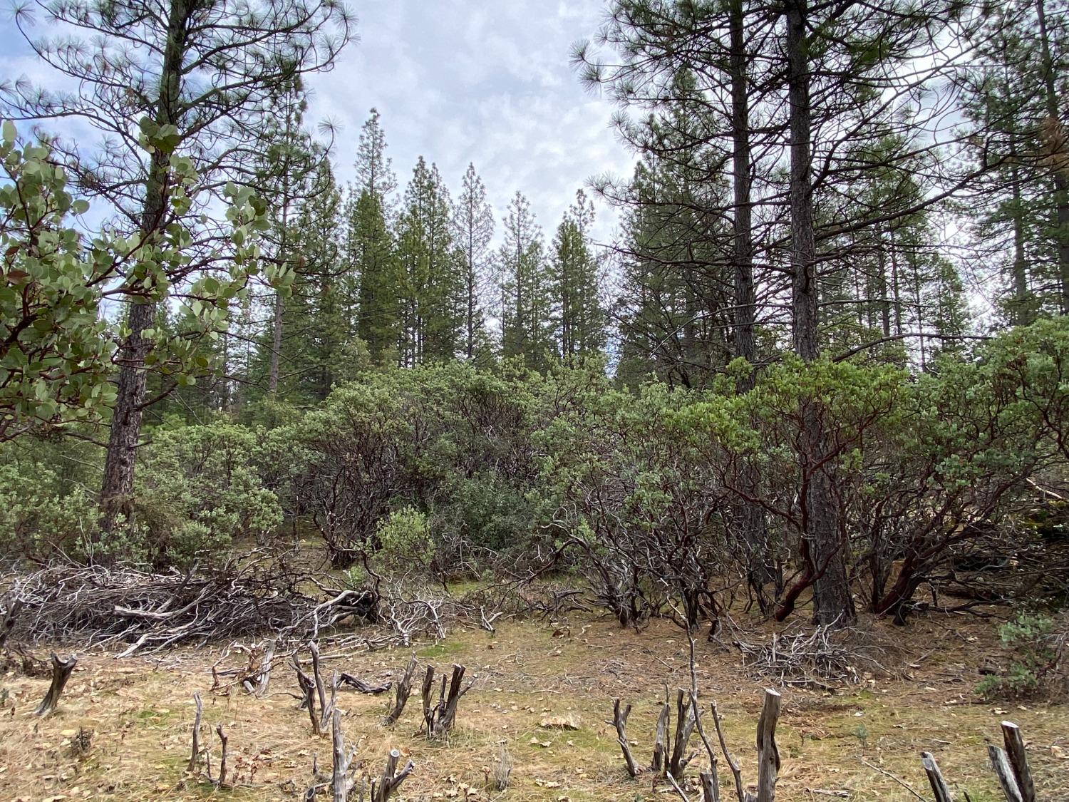 3 Todd Valley Road Foresthill, CA 95631 - Photo 7 of 14 a view of a yard with a tree