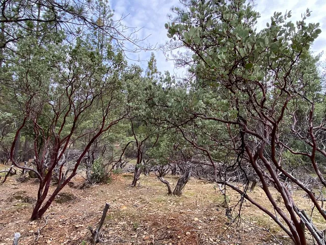 a view of a forest filled with trees
