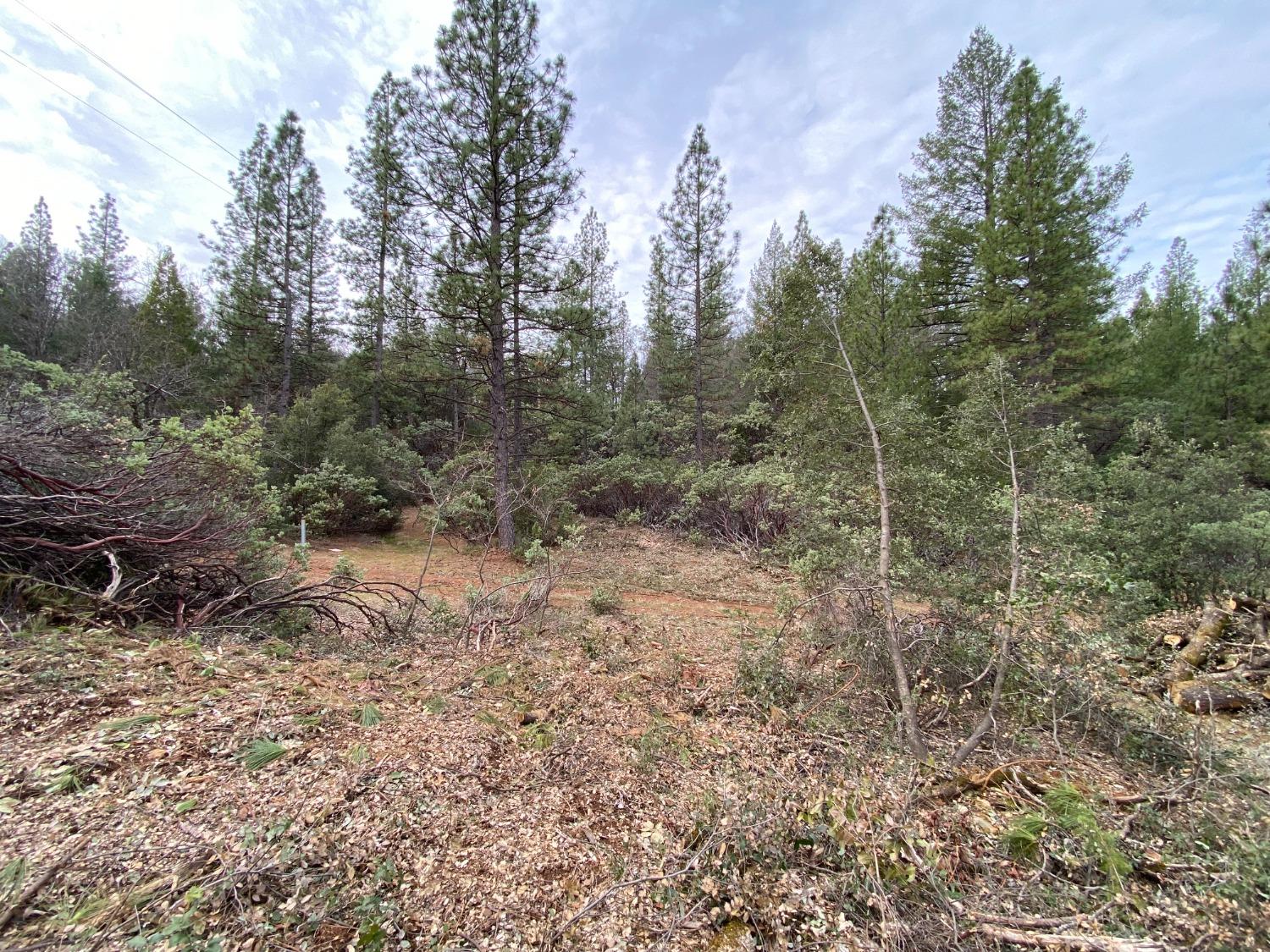 3 Todd Valley Road Foresthill, CA 95631 - Photo 9 of 14 a view of a forest with trees in the background