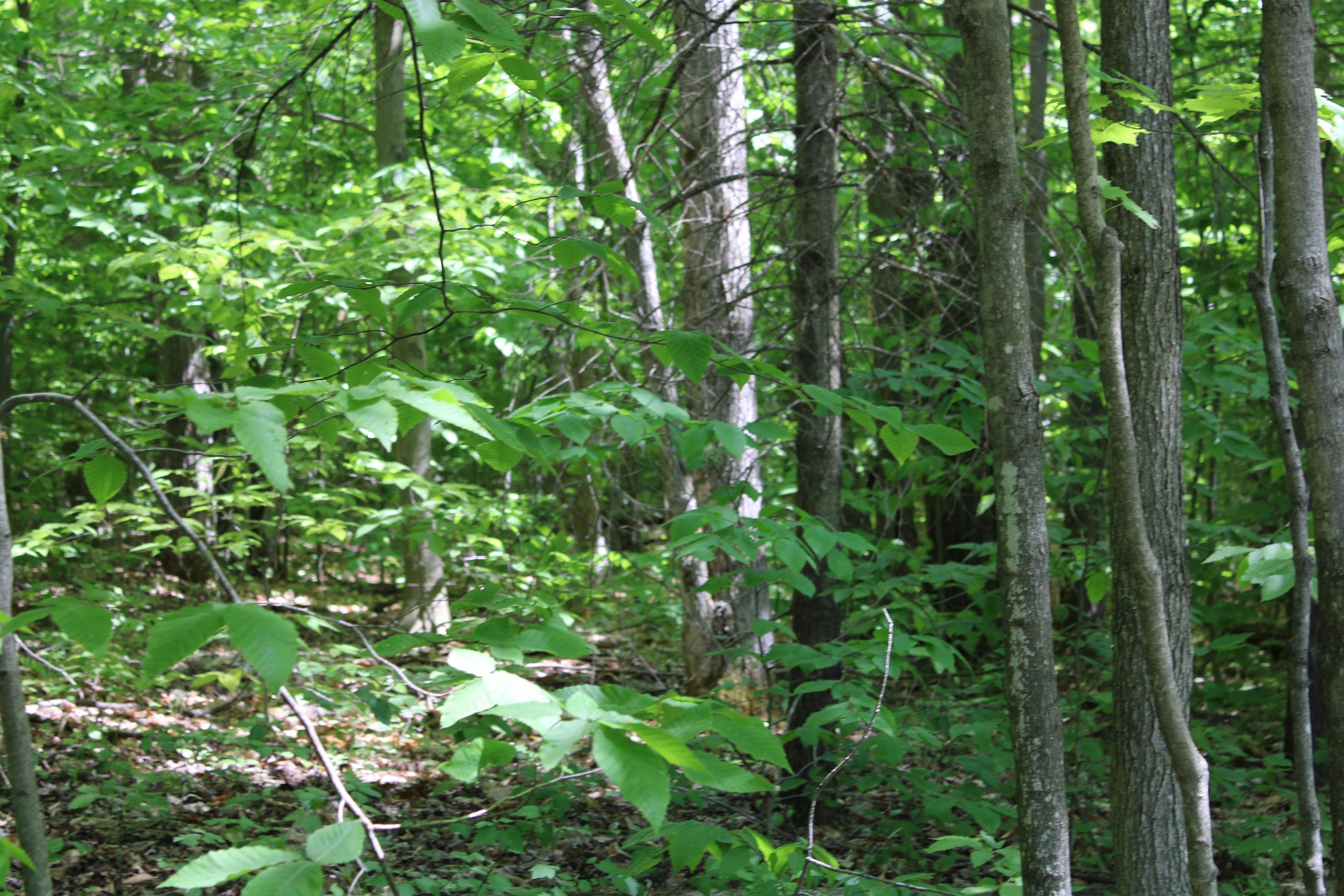 Vl Squaw Lake Road Kalkaska, MI 49646 - Photo 13 of 21