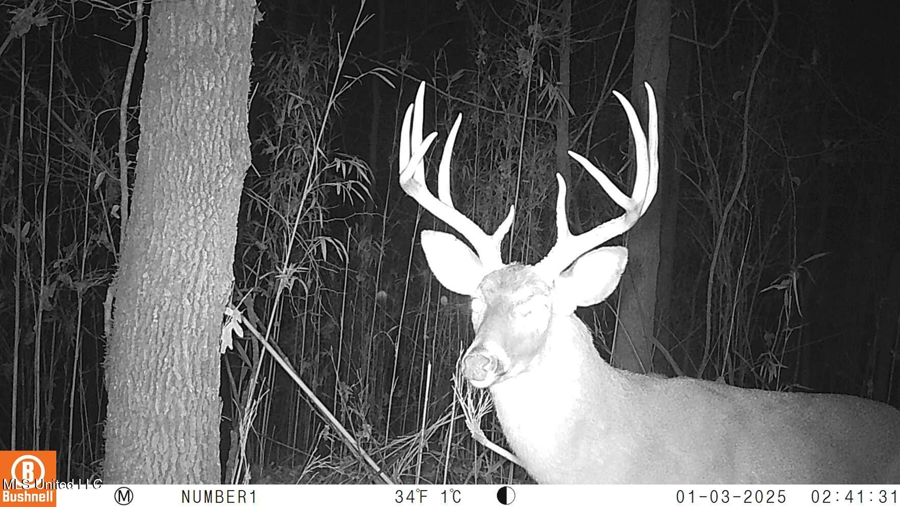 35-ac Bethel Church Road Grenada, MS 38901 - Photo 1 of 86 Deer
