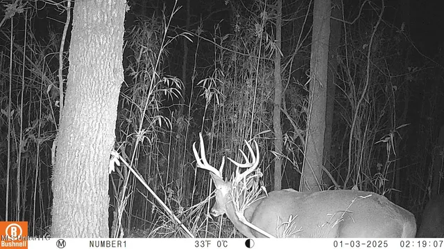 $97,500 | 35-ac Bethel Church Road, Grenada, MS 38901