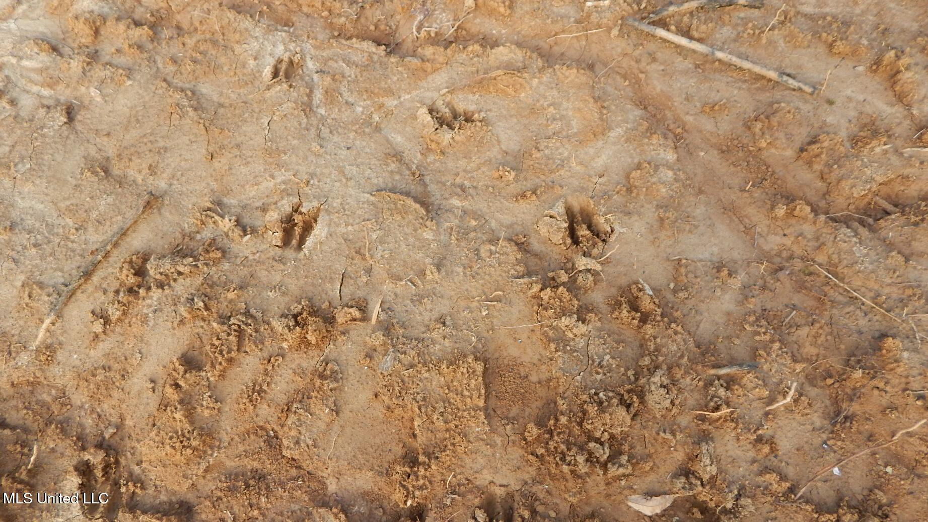 35-ac Bethel Church Road Grenada, MS 38901 - Photo 5 of 86 DSCN6442