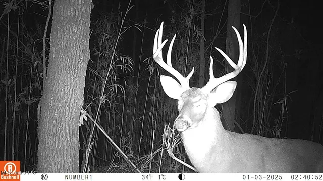 $97,500 | 35-ac Bethel Church Road, Grenada, MS 38901