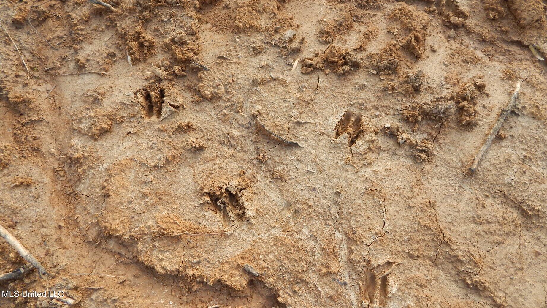 35-ac Bethel Church Road Grenada, MS 38901 - Photo 6 of 86 DSCN6443