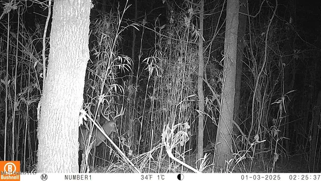 $97,500 | 35-ac Bethel Church Road, Grenada, MS 38901