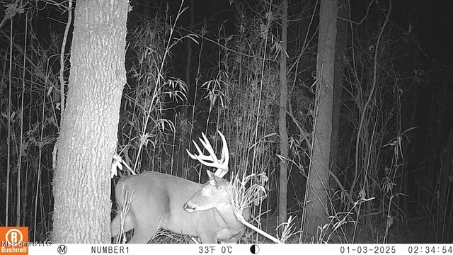 $97,500 | 35-ac Bethel Church Road, Grenada, MS 38901