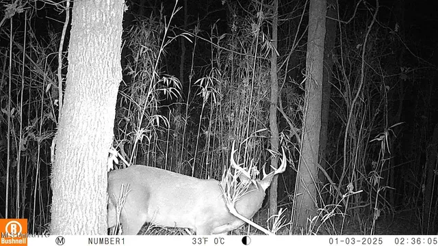 $97,500 | 35-ac Bethel Church Road, Grenada, MS 38901