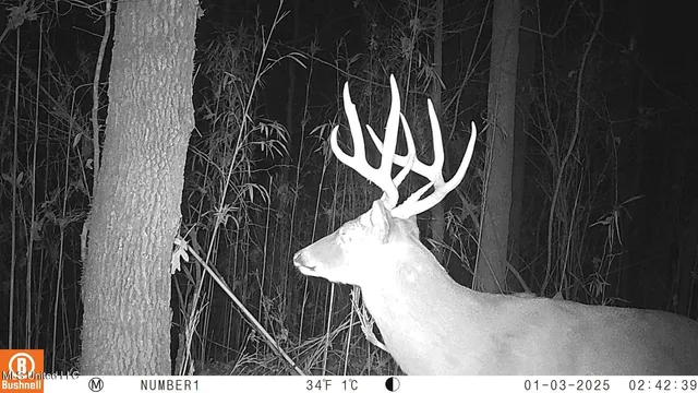 $97,500 | 35-ac Bethel Church Road, Grenada, MS 38901